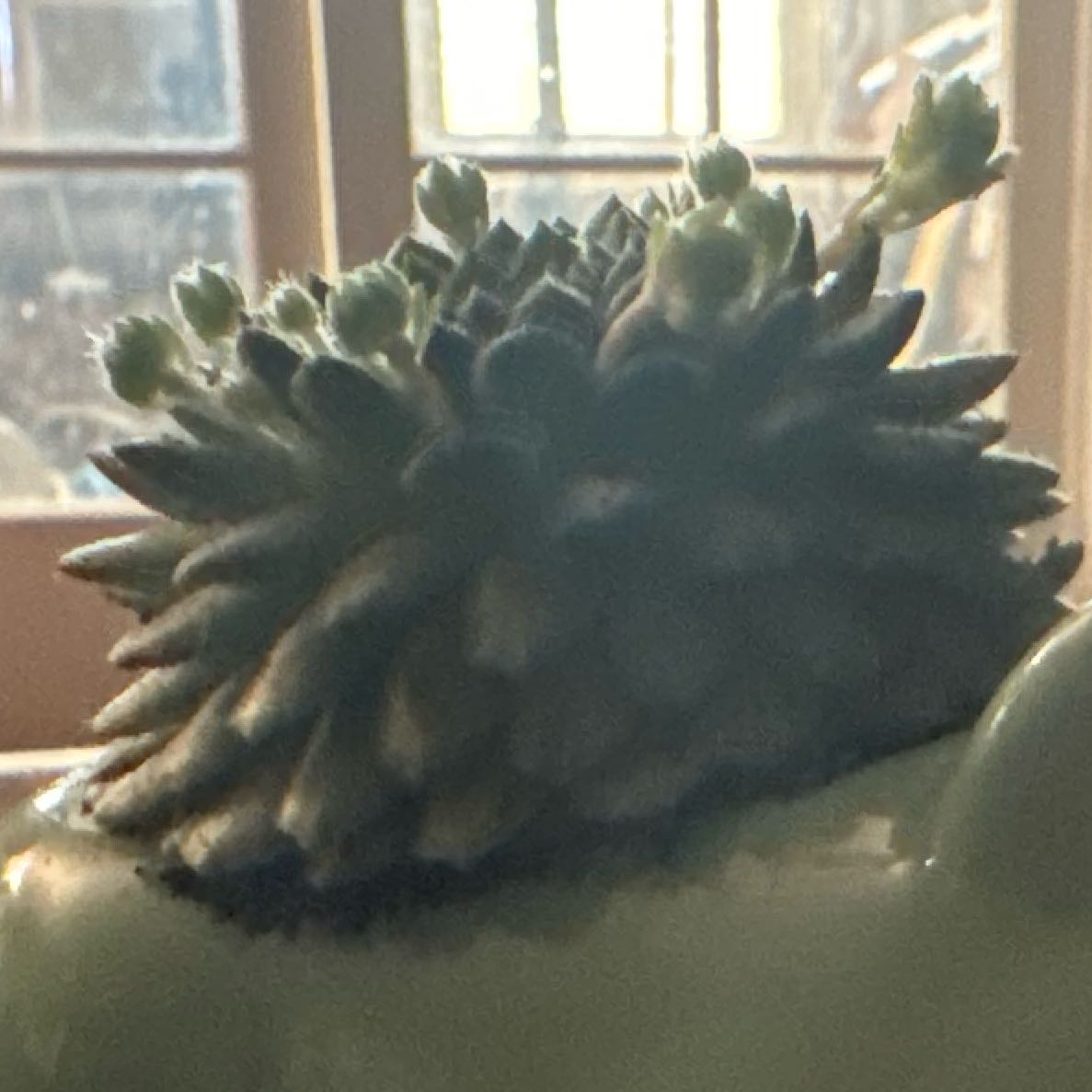 Photo of the plant species Teneriffe houseleek by @ClementPokaka named Bulbasuar on Greg, the plant care app