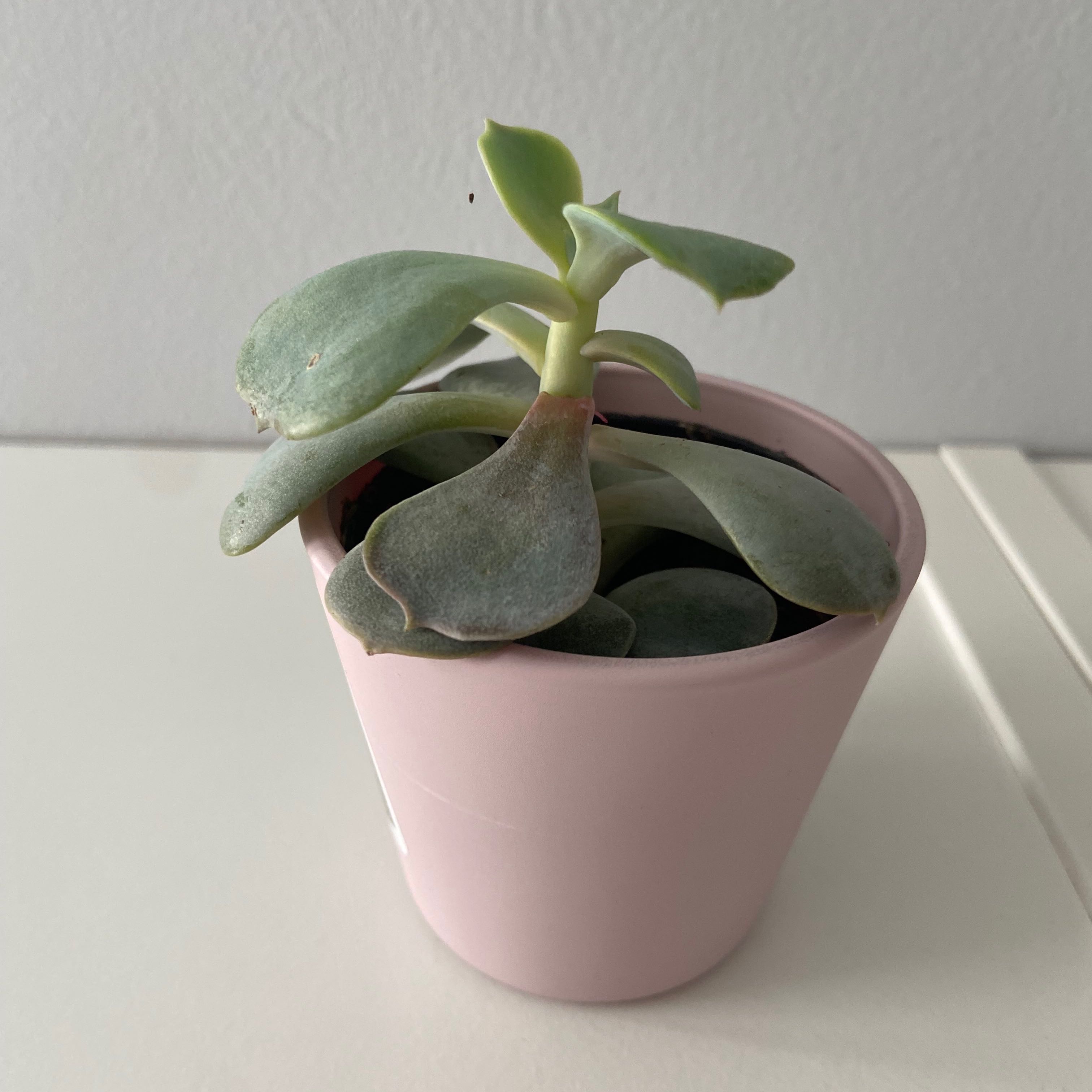 Potted Echeveria 'Orion' succulent in a pink pot with some leaf discoloration.