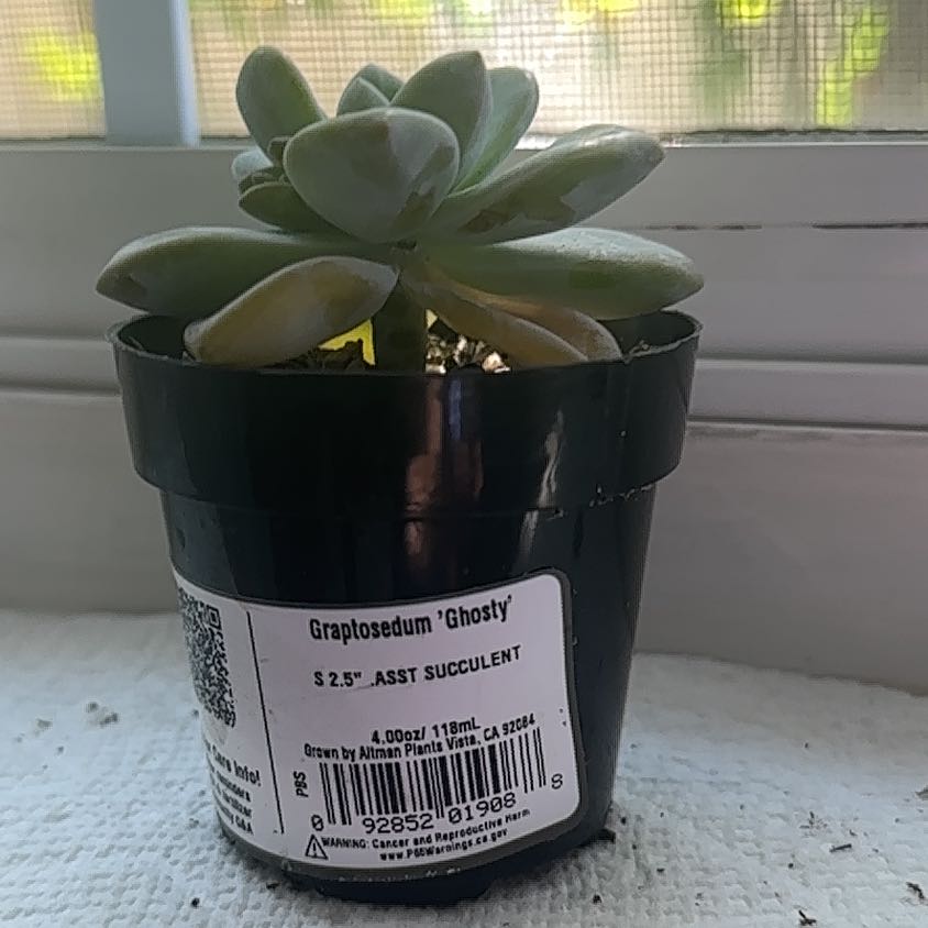 Photo of the plant species Graptosedum Ghosty Crested by @BrainyTutu named Delilah on Greg, the plant care app