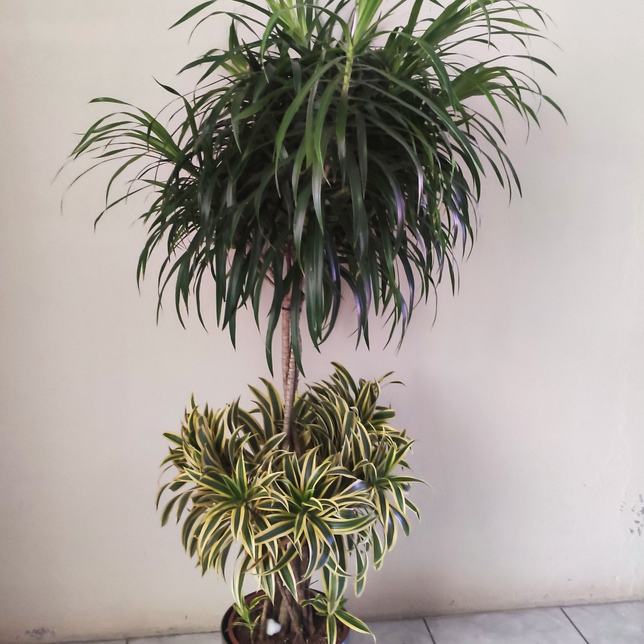 Photo of the plant species Red-Edged Dracaena by @PiquantCapeivy named Stella on Greg, the plant care app
