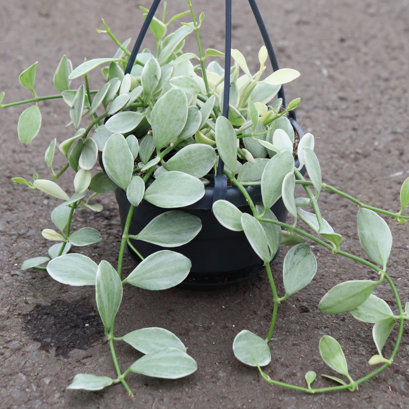 Photo of the plant species Dischidia oiantha 'Variegata' by @BlackThumbMic named Hamilton on Greg, the plant care app