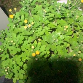 Photo of the plant species Celandine Poppy by @DevotedGoatweed named Sahara on Greg, the plant care app