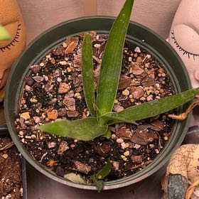 Photo of the plant species Manfreda spp. by @HardySiamsilver named Manfred on Greg, the plant care app