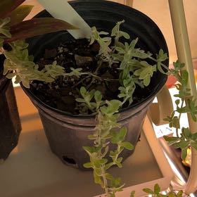 Photo of the plant species White-Woolly Twintip by @HardySiamsilver named Maya on Greg, the plant care app