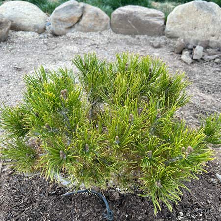 Photo of the plant species Pinus Contorta by @AgelessPignut named Dax on Greg, the plant care app
