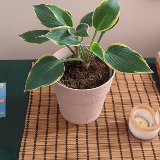 Photo of the plant species Hosta sieboldii by @AnewSeraphina named Sahara on Greg, the plant care app