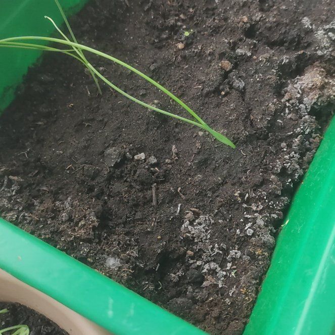 Photo of the plant species small onion by @HardySkyplant named Willow on Greg, the plant care app