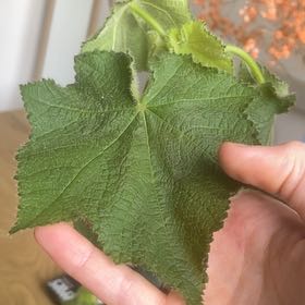 Photo of the plant species African-Hemp by @BigRubbervine named Spike Leaves on Greg, the plant care app