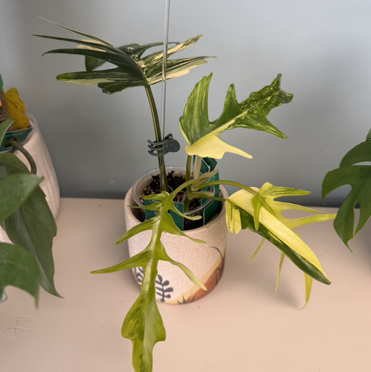 Photo of the plant species Florida beauty x Tortum by @justinealyssa named Flora on Greg, the plant care app