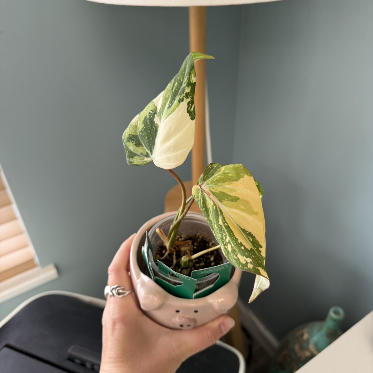 Photo of the plant species Variegated Philodendron gloriosum by @justinealyssa named Glory on Greg, the plant care app