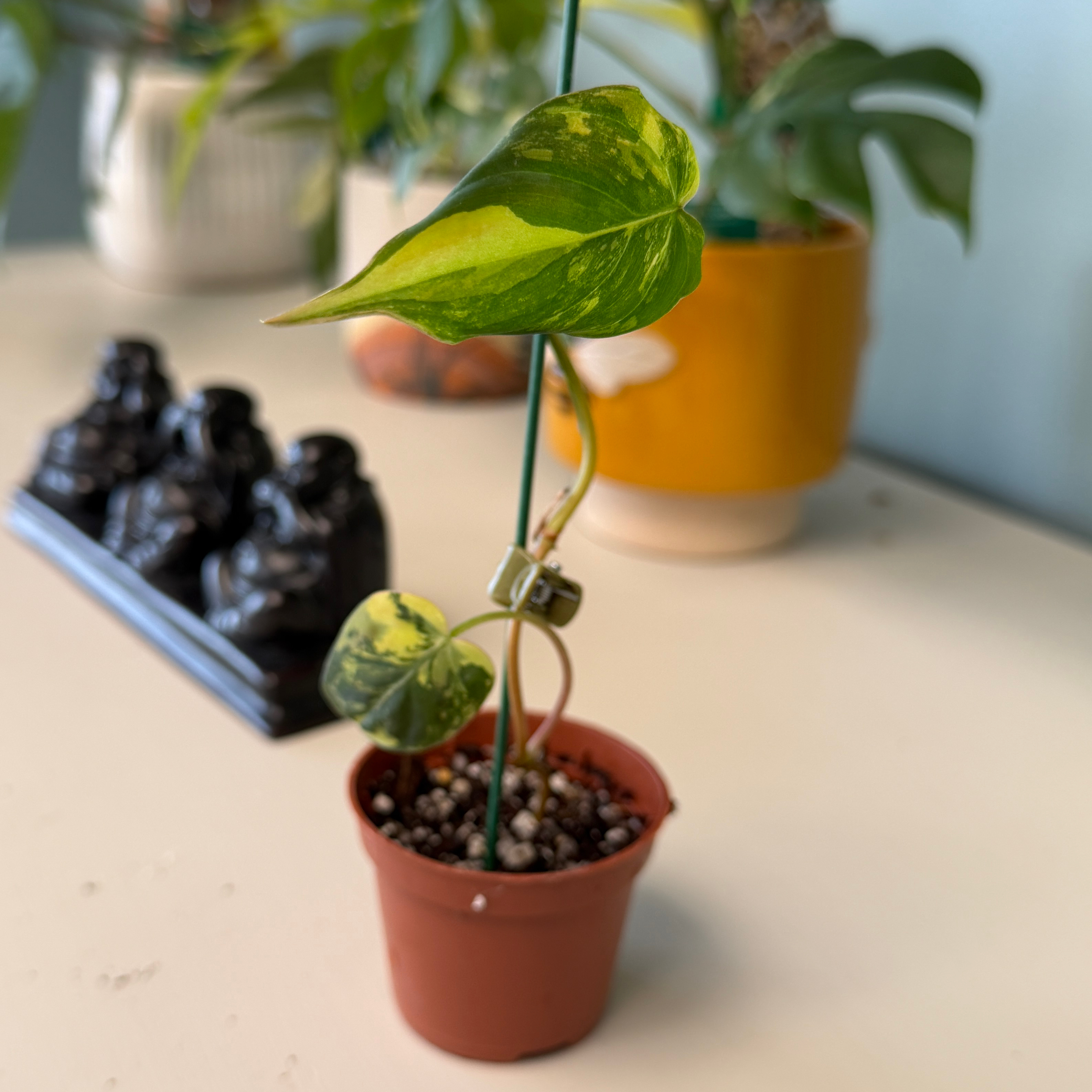 Photo of the plant species Variegated Philodendron Micans Aurea by @justinealyssa named Michael on Greg, the plant care app