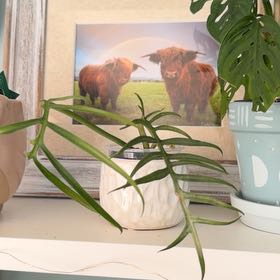 Photo of the plant species Philodendron tortum by @justinealyssa named Tort on Greg, the plant care app
