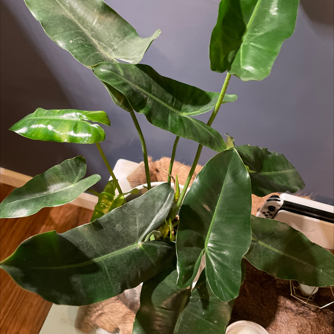 Healthy Burle Marx plant with large, glossy green leaves.