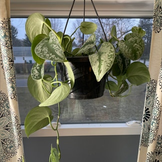 Silver Satin Pothos plant in Somewhere on Earth