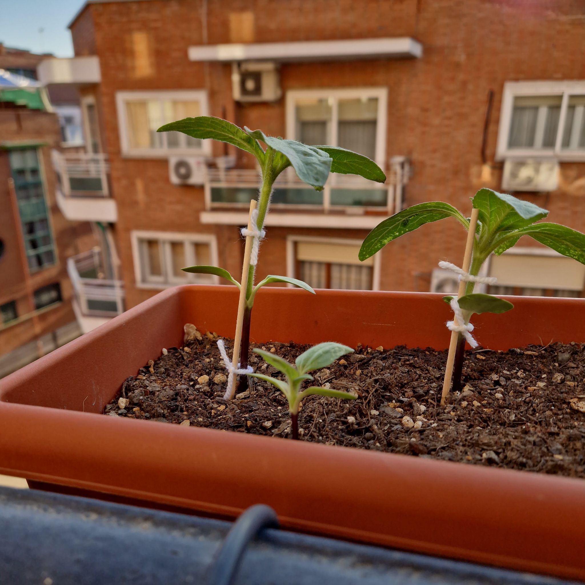 Photo of the plant species Parry's Dwarf-Sunflower by @Ymirsgal named Elina on Greg, the plant care app