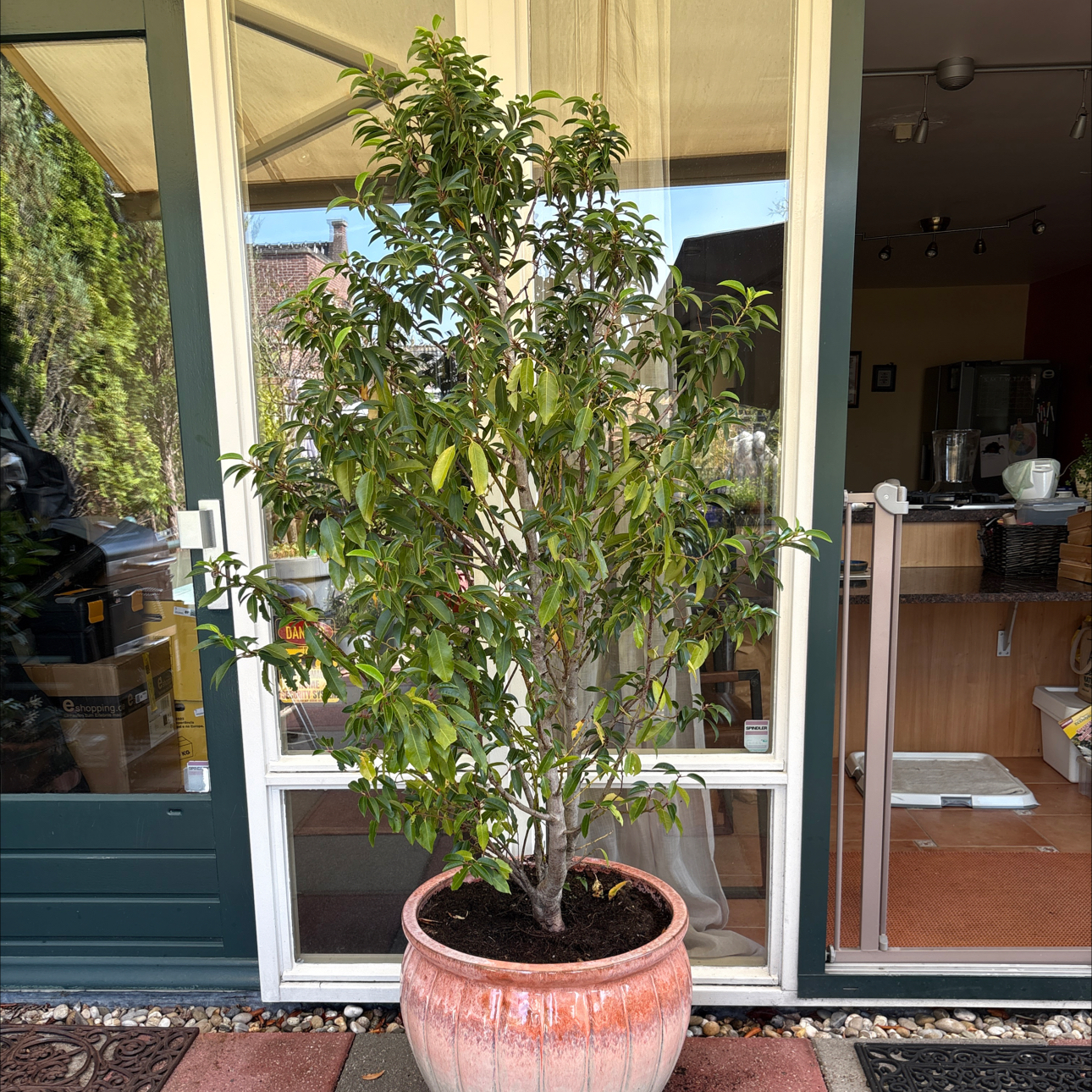 Photo of the plant species Portugal Laurel by @Califia_bb named Luna on Greg, the plant care app