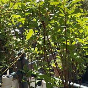 Photo of the plant species Fuzzy Deutzia by @Califia_bb named Gomez on Greg, the plant care app