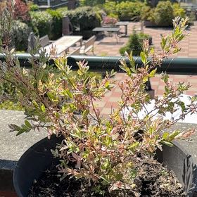 Photo of the plant species Flamingo Dappled willow by @Califia_bb named Maya on Greg, the plant care app