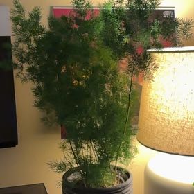 Photo of the plant species Asparagus umbellatus by @Califia_bb named Perry on Greg, the plant care app