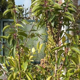 Photo of the plant species Portugal Laurel by @Califia_bb named Luna on Greg, the plant care app