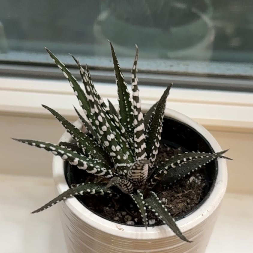 Photo of the plant species Haworthia fasciata 'Barcelona' by @RousingPalqui named Duke on Greg, the plant care app
