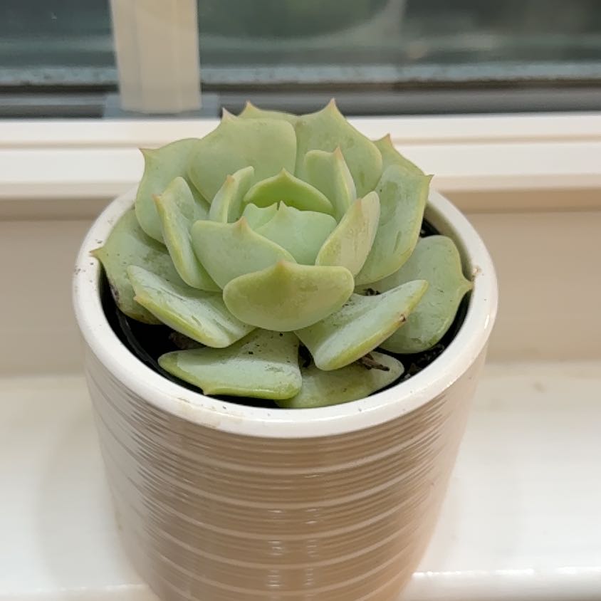 Photo of the plant species Echeveria 'Leilana' by @RousingPalqui named Remington on Greg, the plant care app