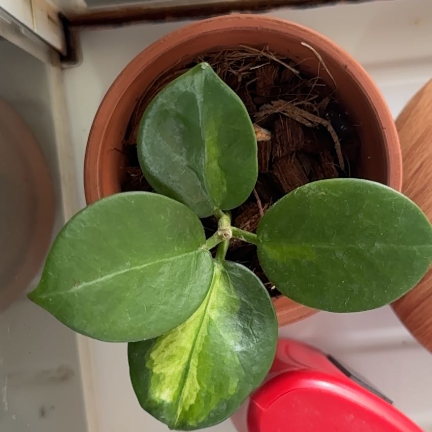 Photo of the plant species Wax plant by @MovingBlueiris named Gates on Greg, the plant care app
