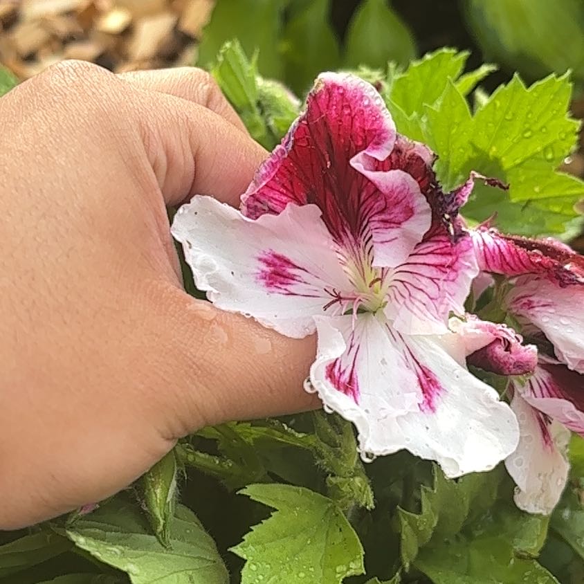 Hooded-Leaf Pelargonium flower held by a hand, showing vibrant colors and healthy green leaves.