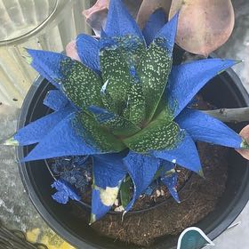 Photo of the plant species Kosmic Cactus by @SinewyStonecrop named Osmo on Greg, the plant care app