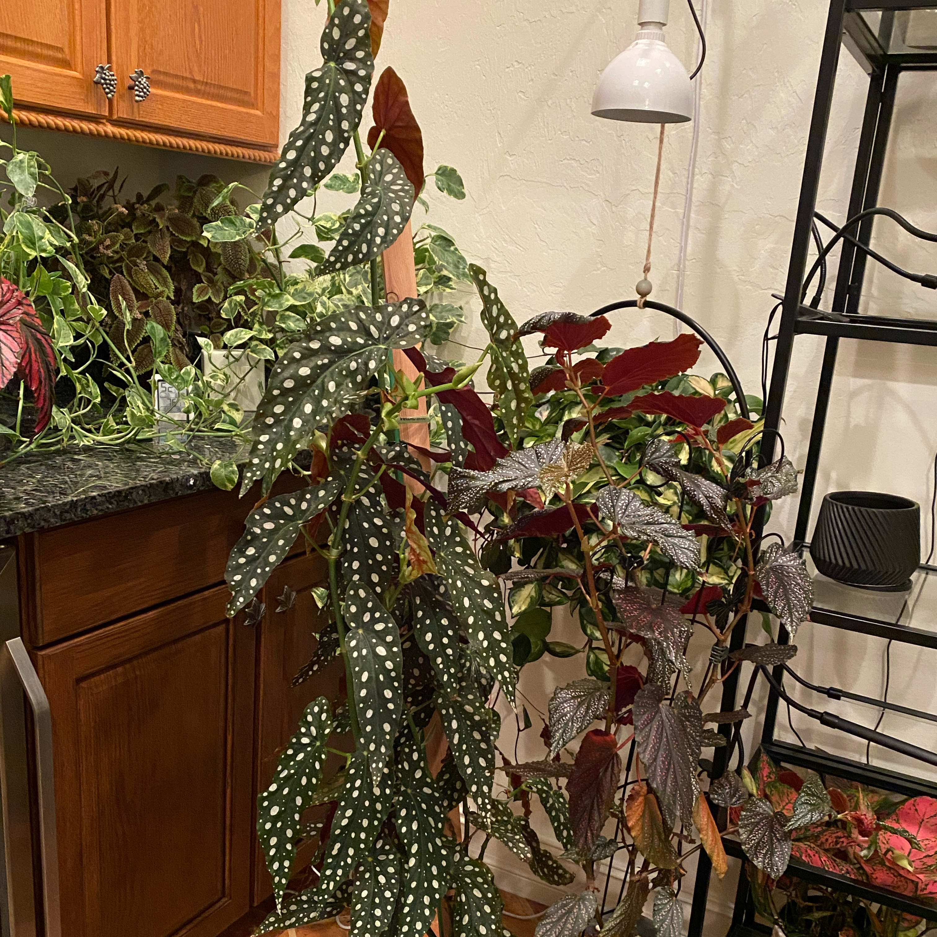Photo of the plant species Variegated Begonia maculata by @DesiredSnowdrop named Angel on Greg, the plant care app