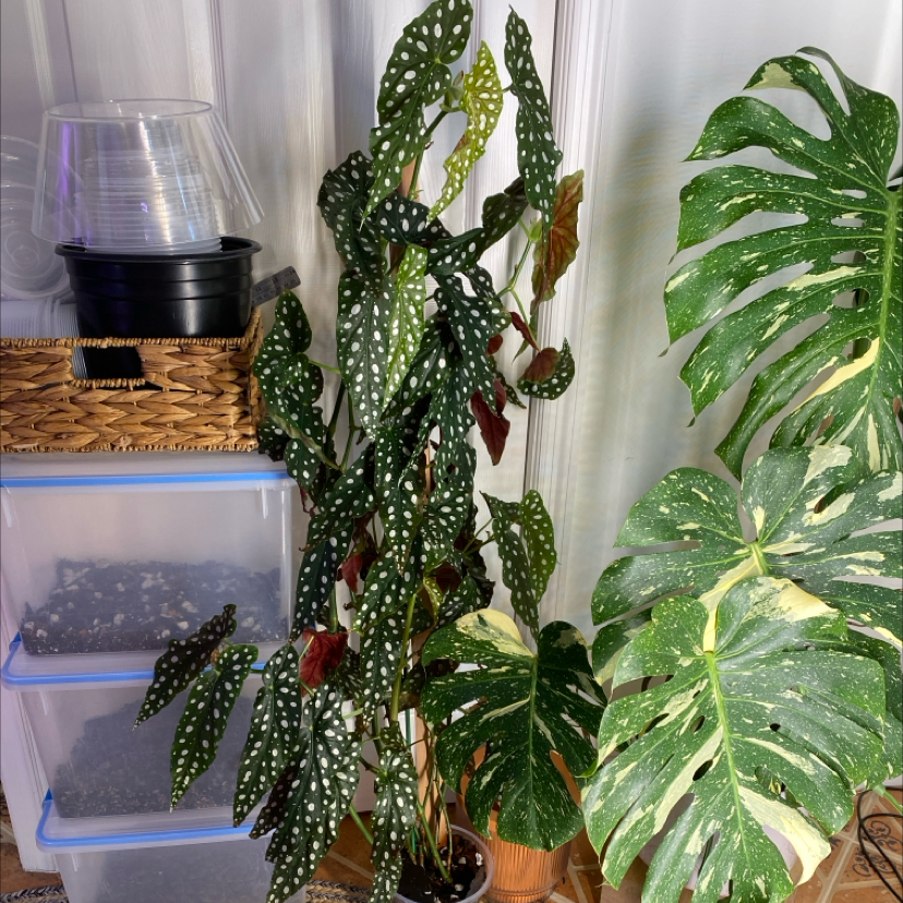 Photo of the plant species Variegated Begonia maculata by @DesiredSnowdrop named Angel on Greg, the plant care app