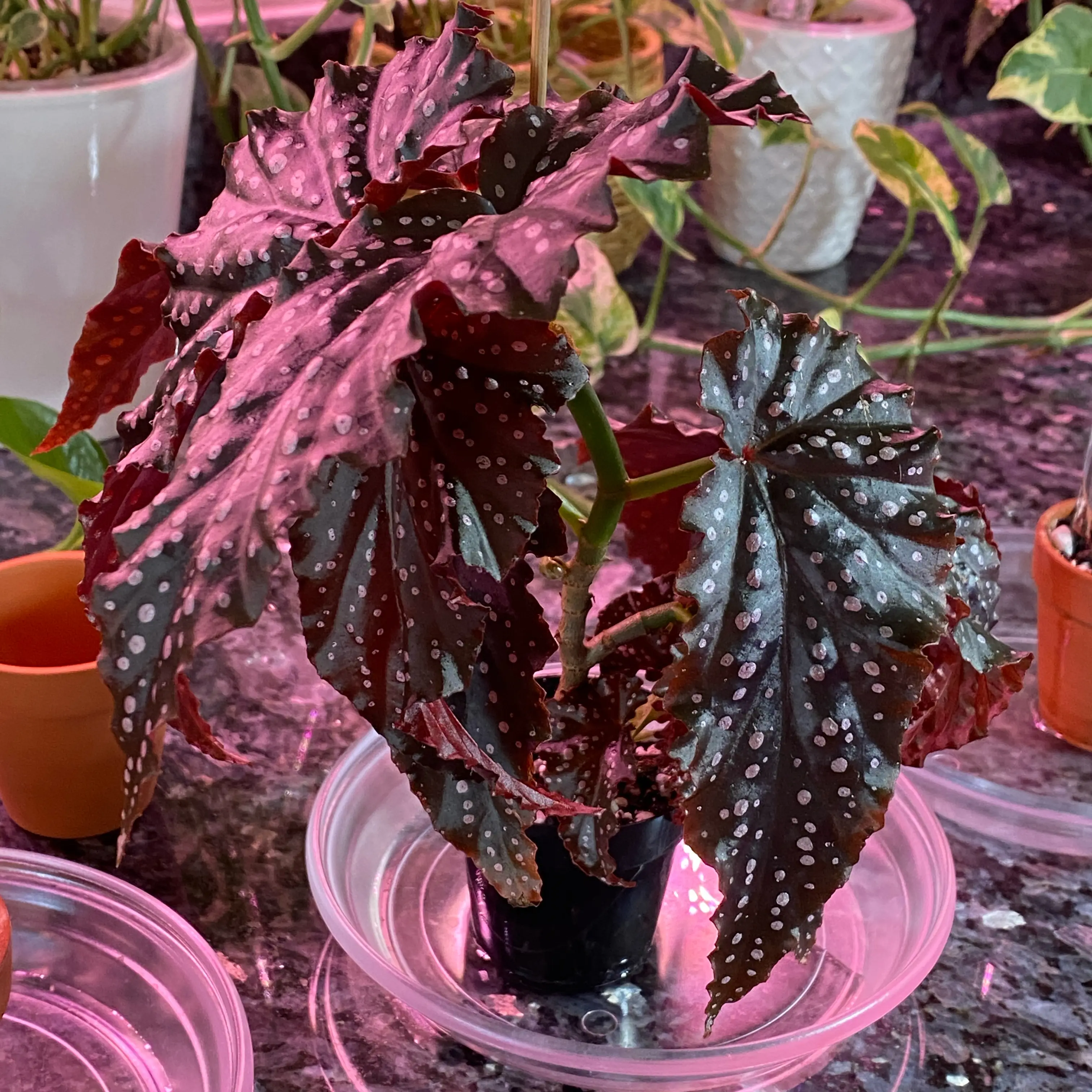 Photo of the plant species Begonia 'Angel Fannie Mae' by @DesiredSnowdrop named Mae on Greg, the plant care app