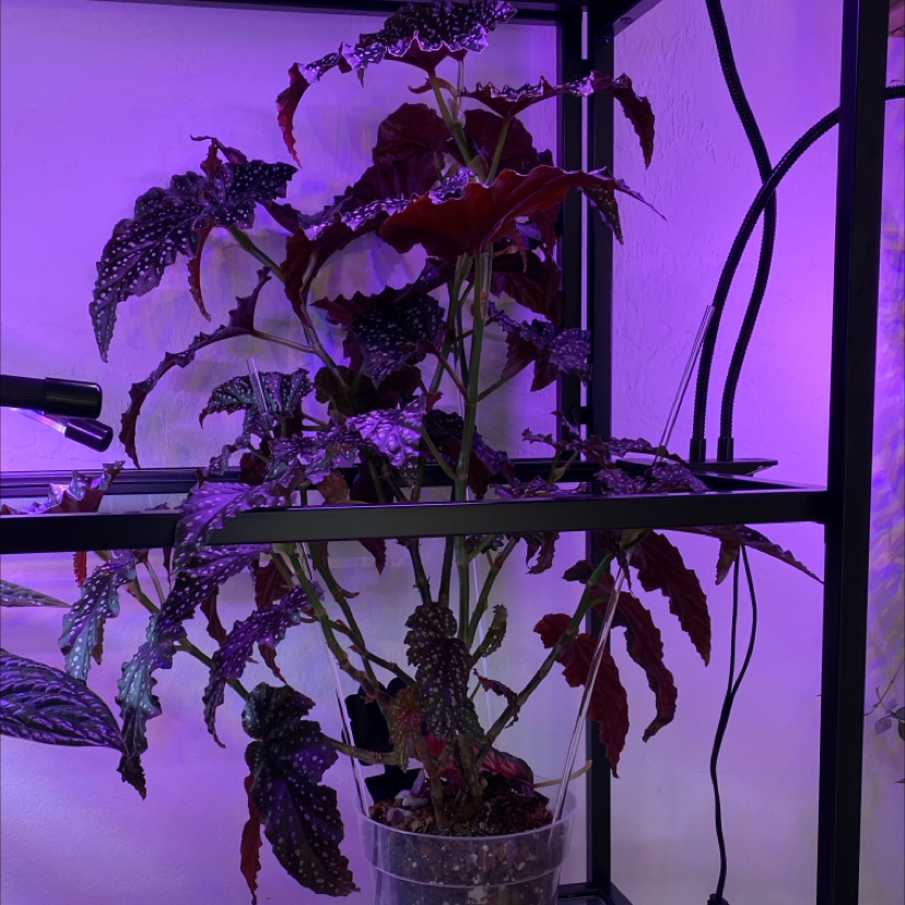 Photo of the plant species Begonia 'Angel Fannie Mae' by @DesiredSnowdrop named Mae on Greg, the plant care app