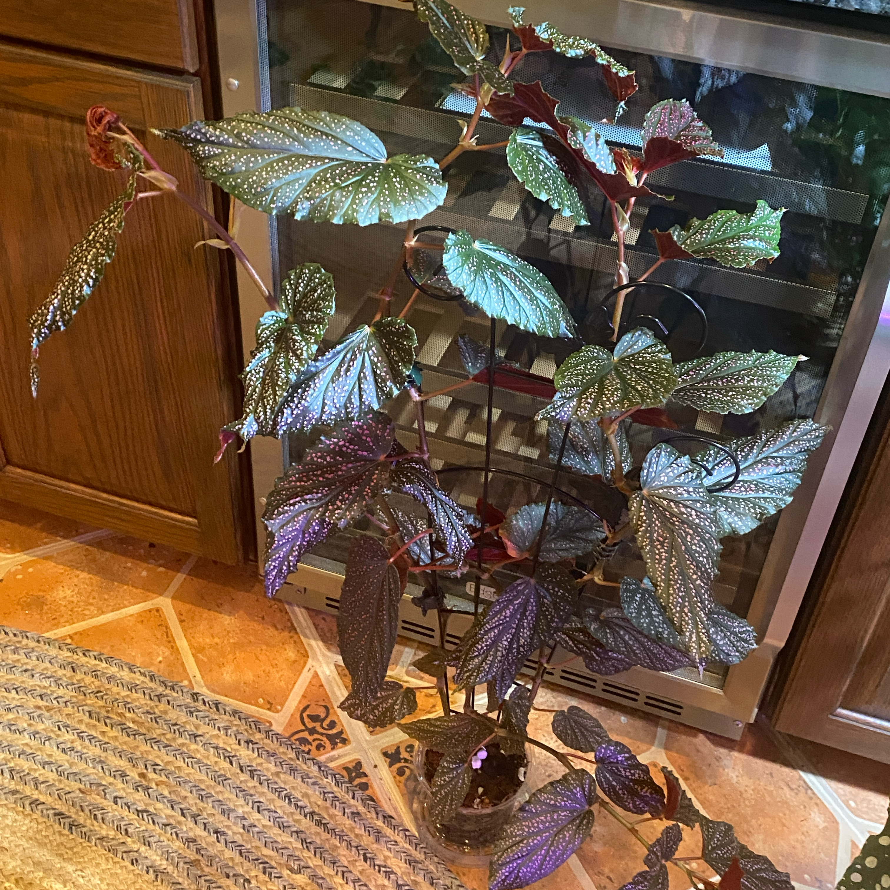 Photo of the plant species Begonia 'Wings Pink Spot' by @DesiredSnowdrop named Willow on Greg, the plant care app