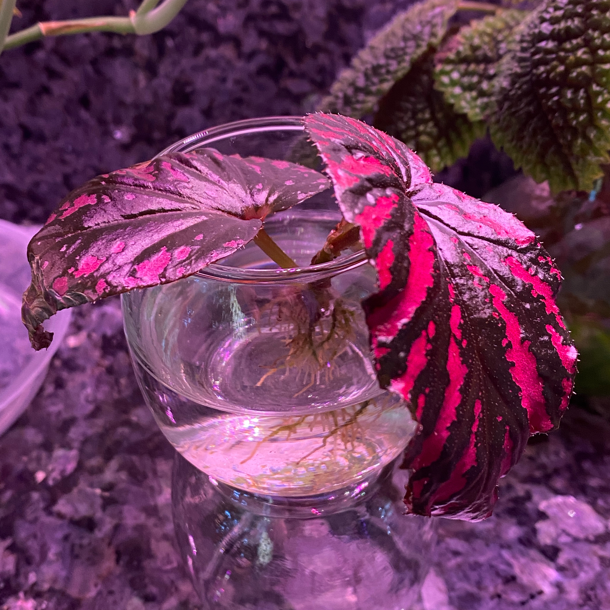 Photo of the plant species Exotica Begonia by @DesiredSnowdrop named Raya on Greg, the plant care app