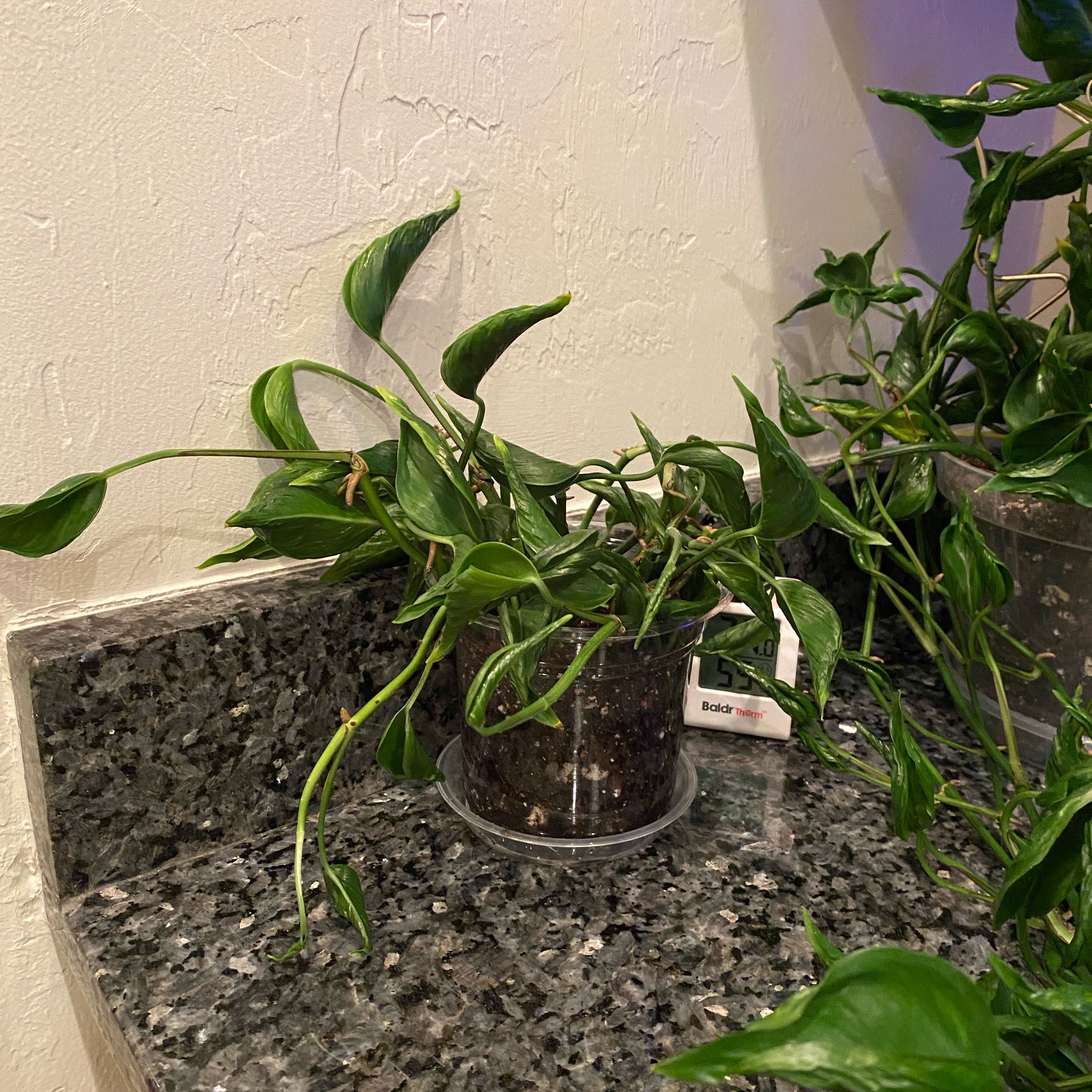 Photo of the plant species Pothos 'Shangri La' by @DesiredSnowdrop named Abby on Greg, the plant care app