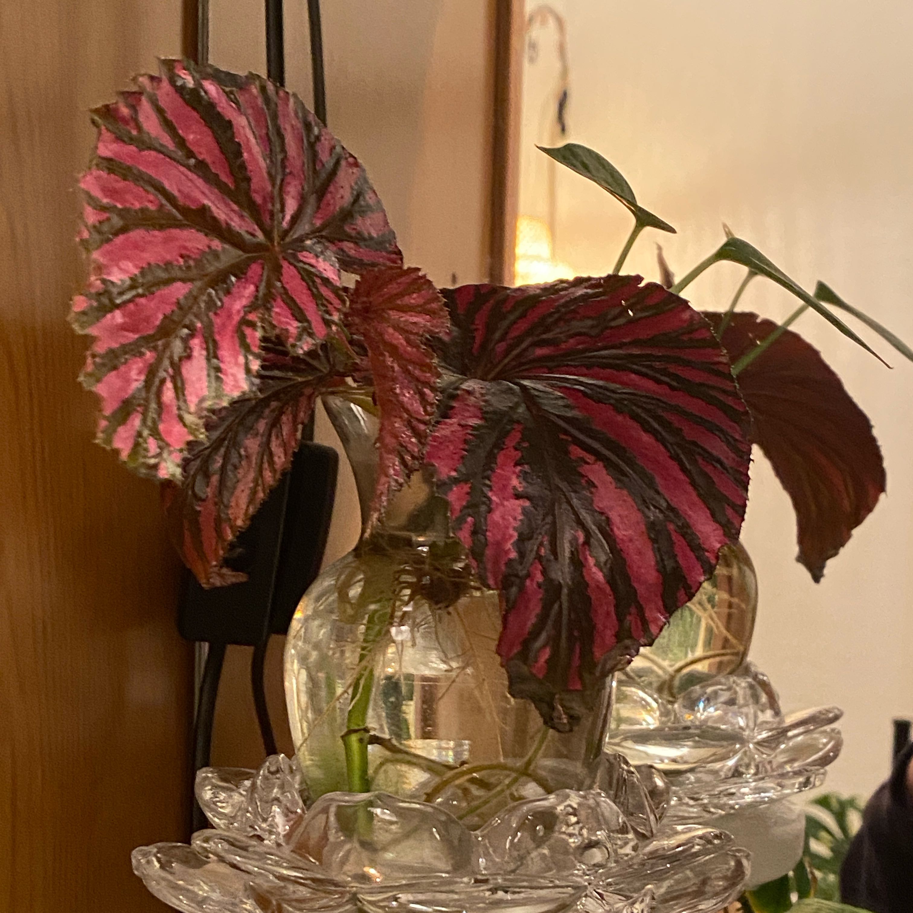 Photo of the plant species Exotica Begonia by @DesiredSnowdrop named Doja Cat on Greg, the plant care app