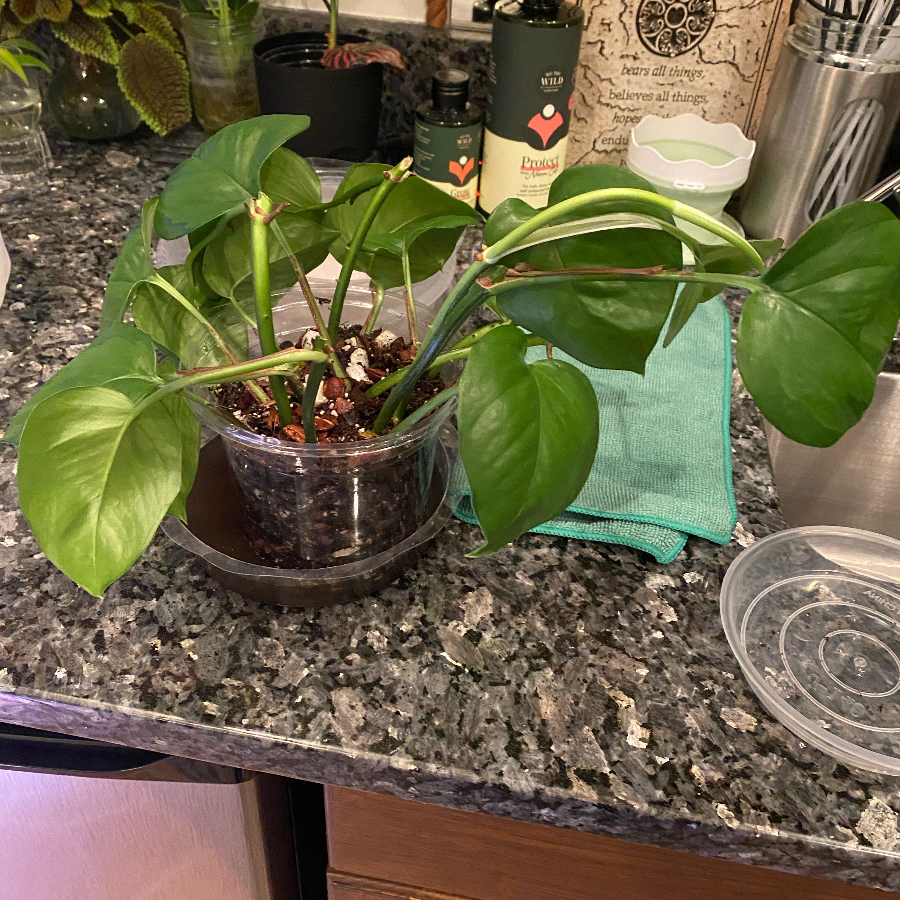 Photo of the plant species Lemon Meringue Pothos by @DesiredSnowdrop named Funky B on Greg, the plant care app