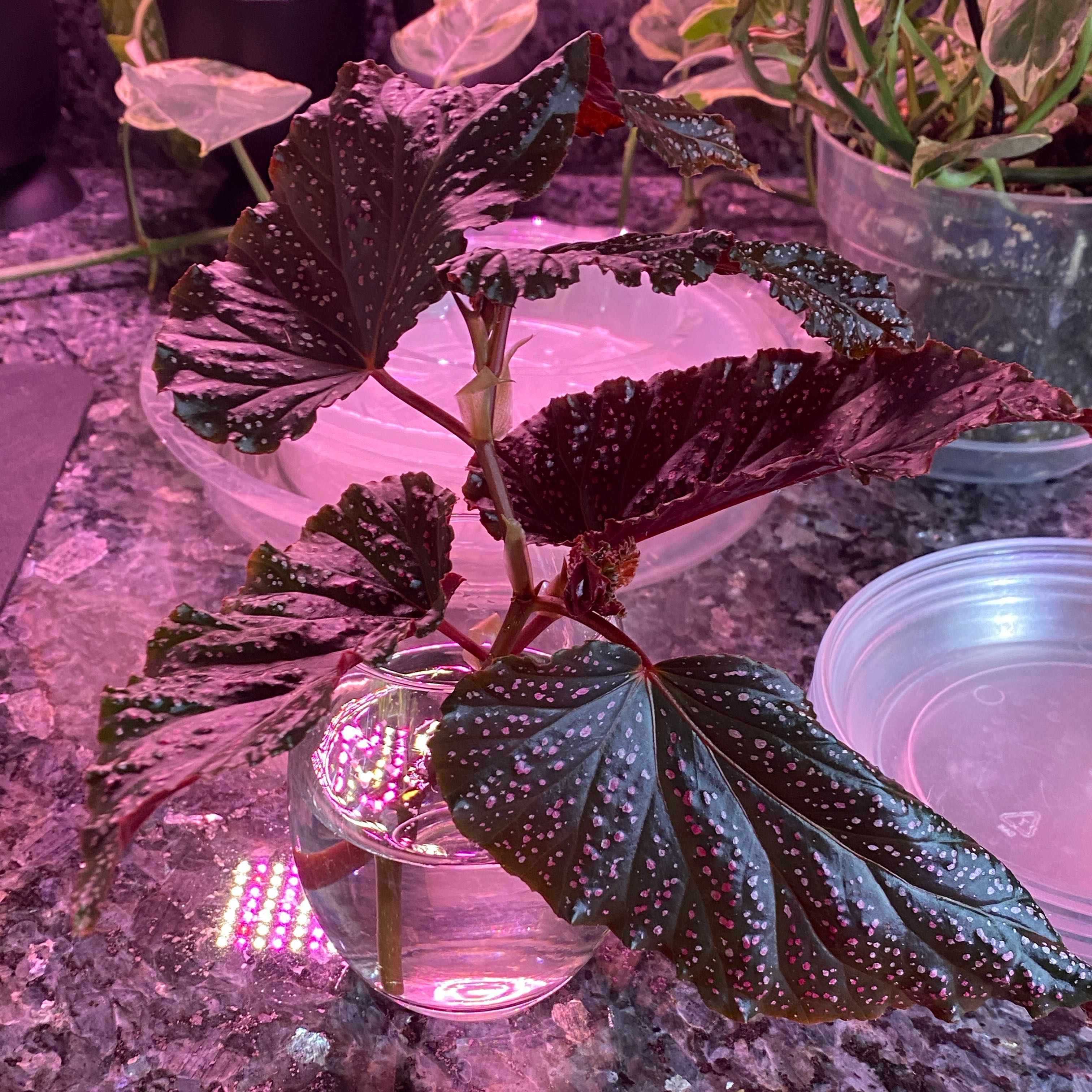 Photo of the plant species Begonia maculata 'Pink Spot' by @DesiredSnowdrop named Wilhelmina on Greg, the plant care app
