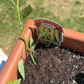 Photo of the plant species Italian Pepperoncini by @GroovyCapealoe named Apollo on Greg, the plant care app