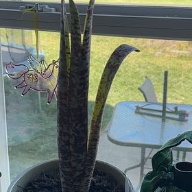 Photo of the plant species Tim Plowman by @InspiringRedlog named Coco on Greg, the plant care app