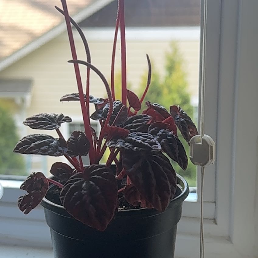 Photo of the plant species Schumi Red Peperomia by @KookyGoatsbeard named Peppa on Greg, the plant care app