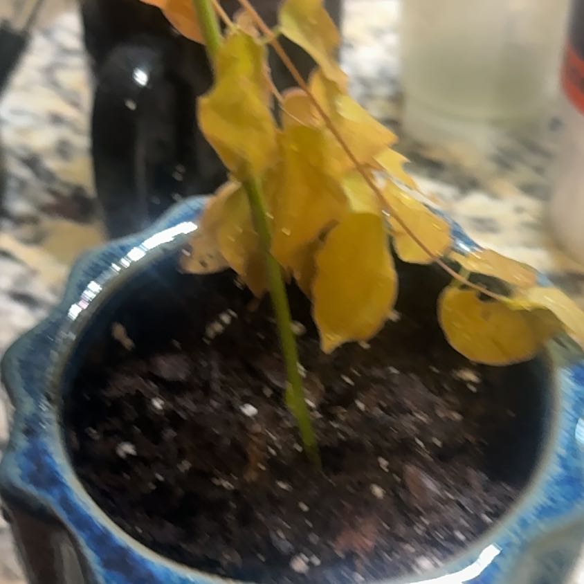 Photo of the plant species American Wisteria by @BraveCherimoya named Lilac Is on Greg, the plant care app