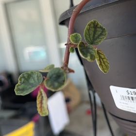 Photo of the plant species Polynesian Twigrush by @AgileFenugreek named Milli on Greg, the plant care app