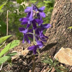 Photo of the plant species Dwarf Larkspur by @HeroGinkotree named Homer on Greg, the plant care app