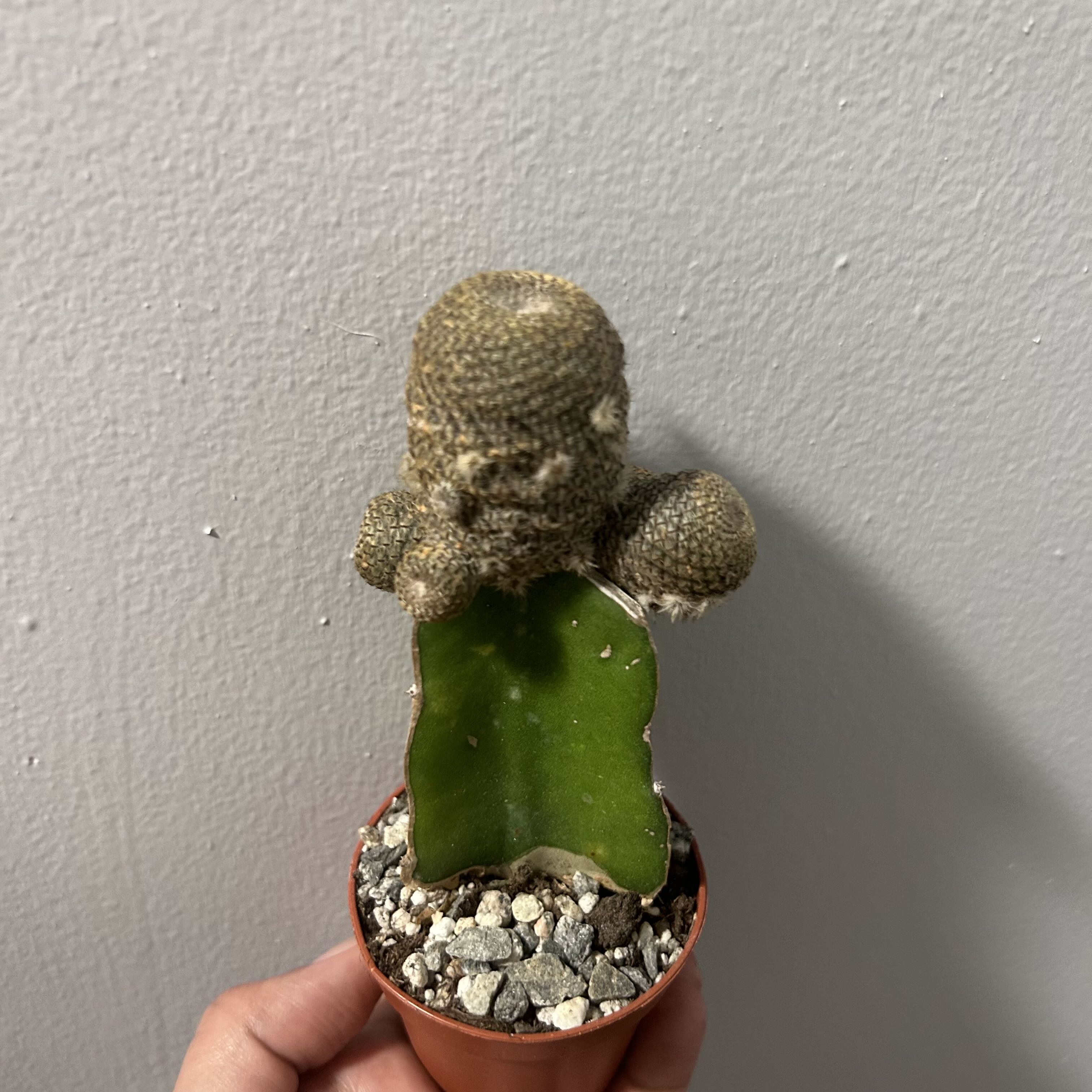 Photo of the plant species Rebutia heliosa by @azicor named Kardashian on Greg, the plant care app