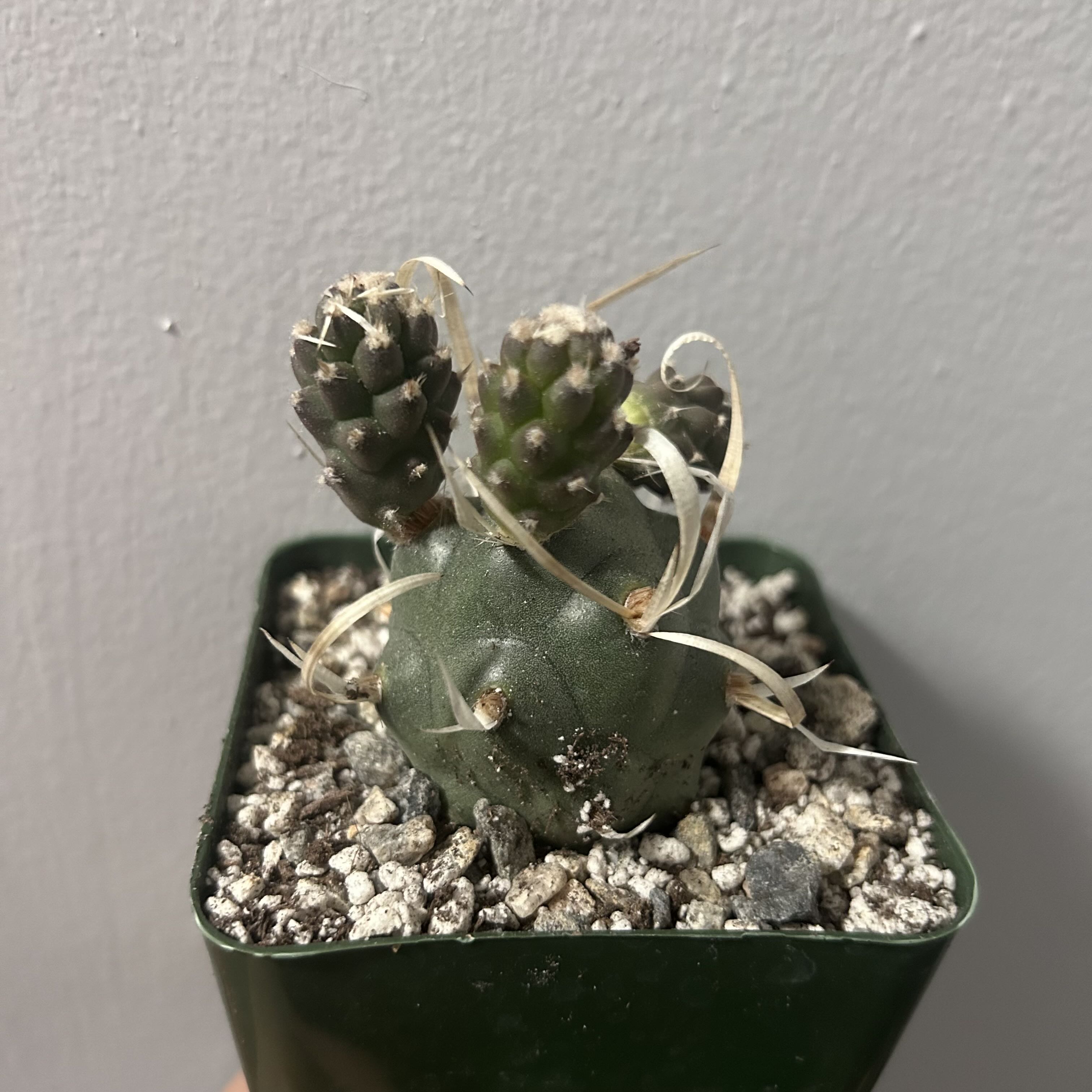 Photo of the plant species paper spine cactus by @azicor named Sanders on Greg, the plant care app
