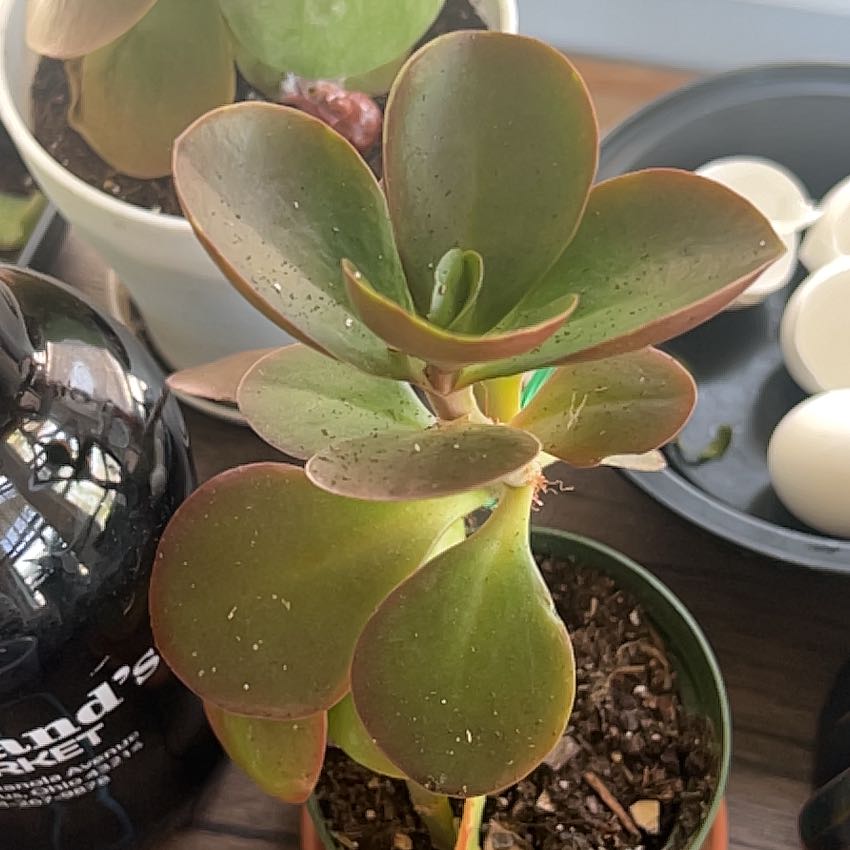 Kalanchoe 'Dragonfire' plant in a small pot with green leaves and reddish edges.