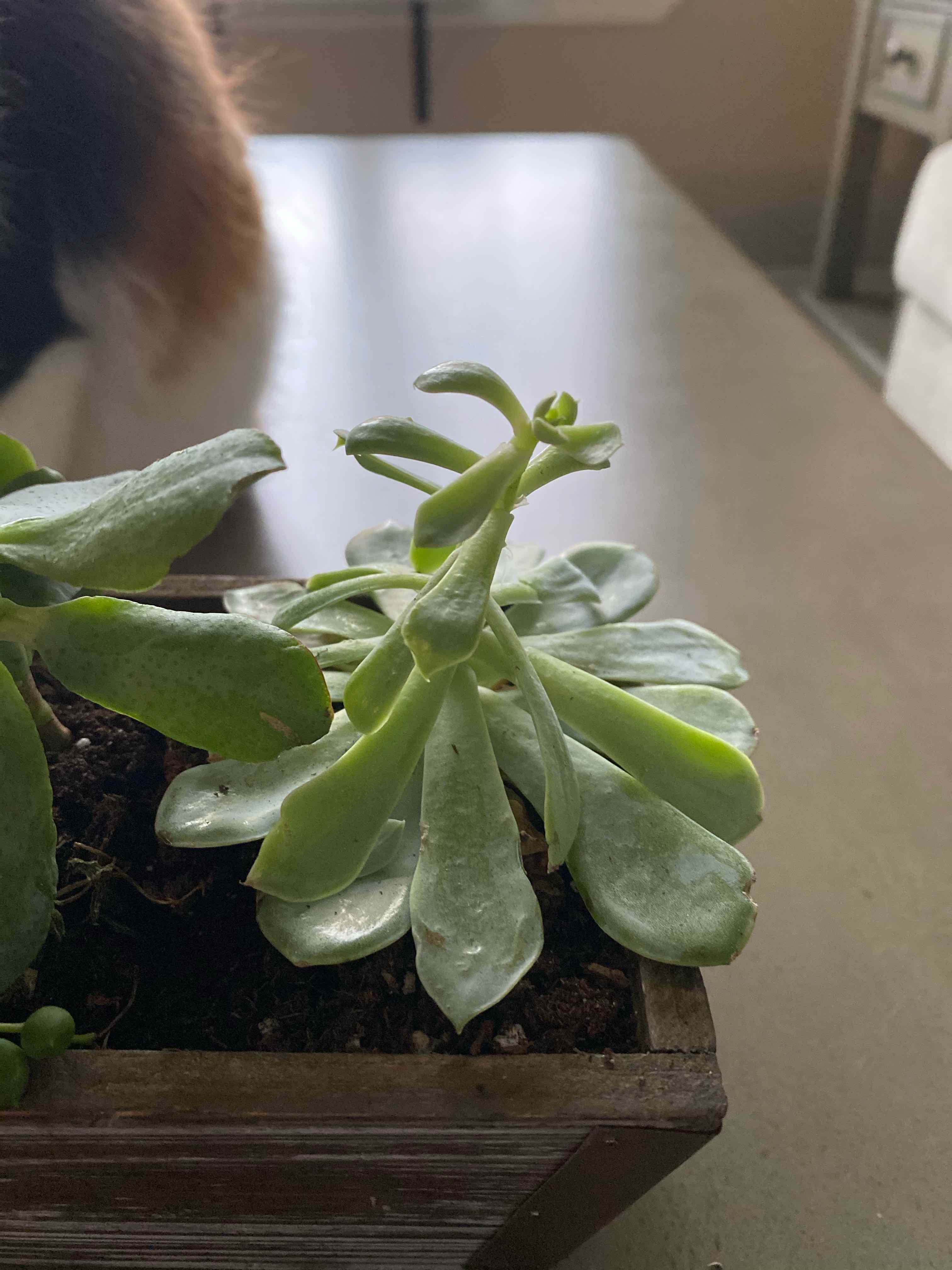Curly Jade Succulent in a wooden container with healthy green leaves.