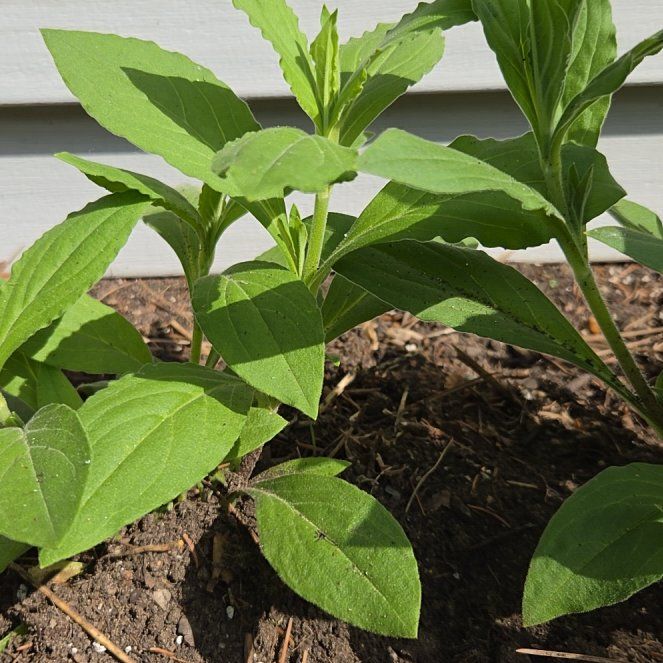 Photo of the plant species Jerusalem Artichoke by @GenialLavaranos named Gregarious on Greg, the plant care app